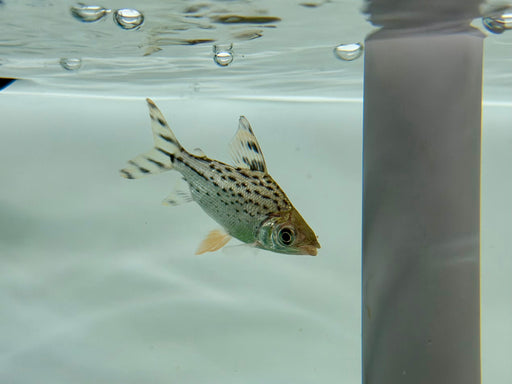 * Other Species * Semaprochilodus laticeps (FeiFeng) WILD 4-6cm