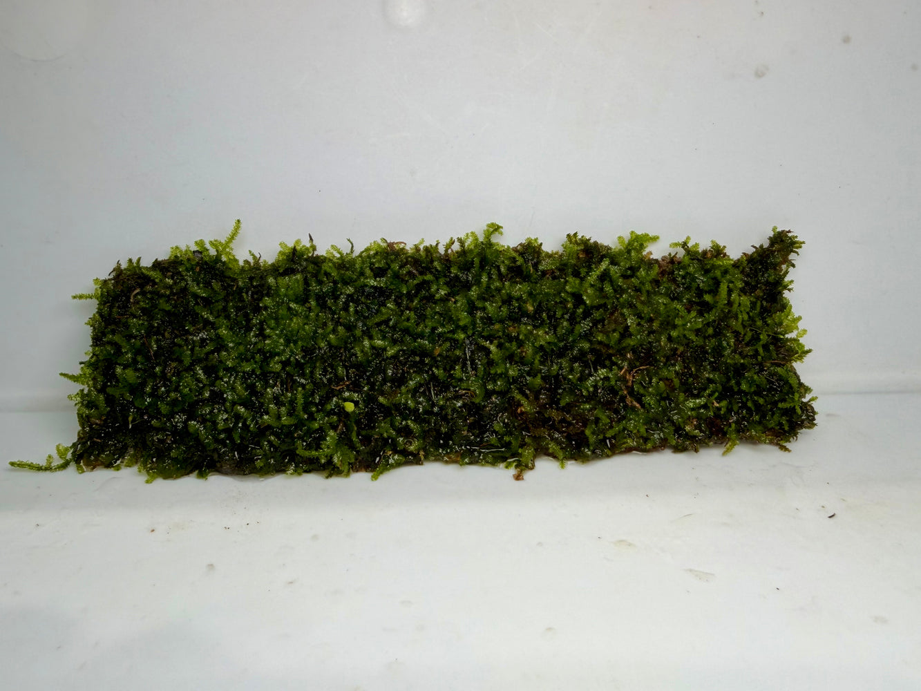 * Plants* Christmas Moss on Mesh #CMM