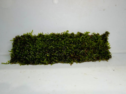 * Plants* Christmas Moss on Mesh #CMM