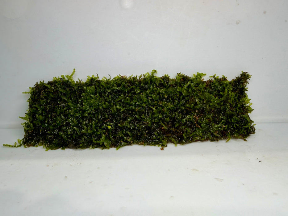 * Plants* Christmas Moss on Mesh #CMM