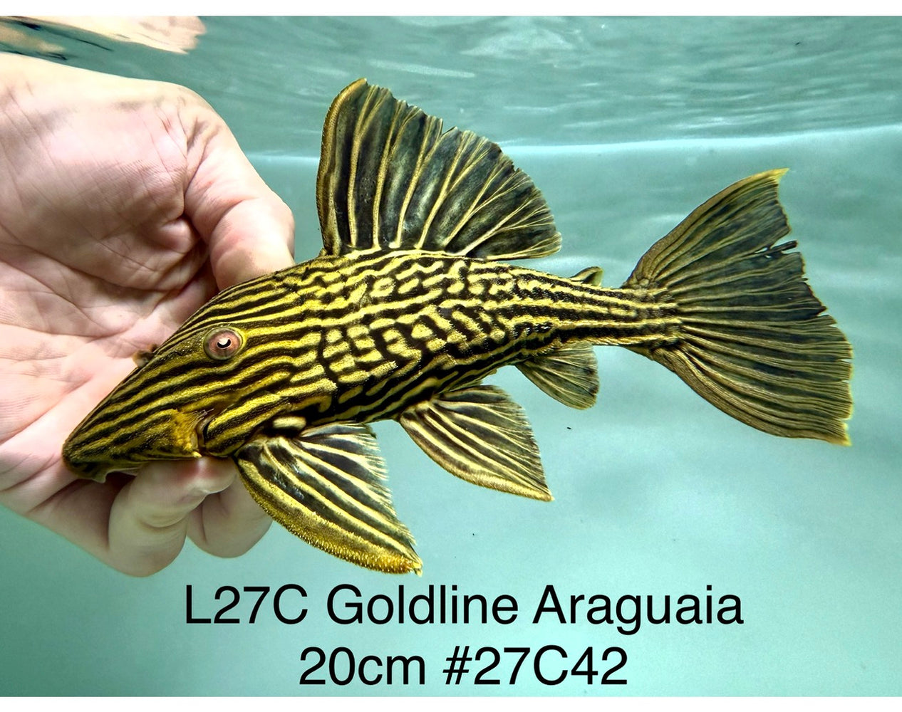 * Pleco *  Panaque armbrusteri (L27C Araguaia GOLDLINE) 20cm #27c42 (Actual piece)