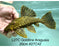 * Pleco *  Panaque armbrusteri (L27C Araguaia GOLDLINE) 20cm #27c42 (Actual piece)
