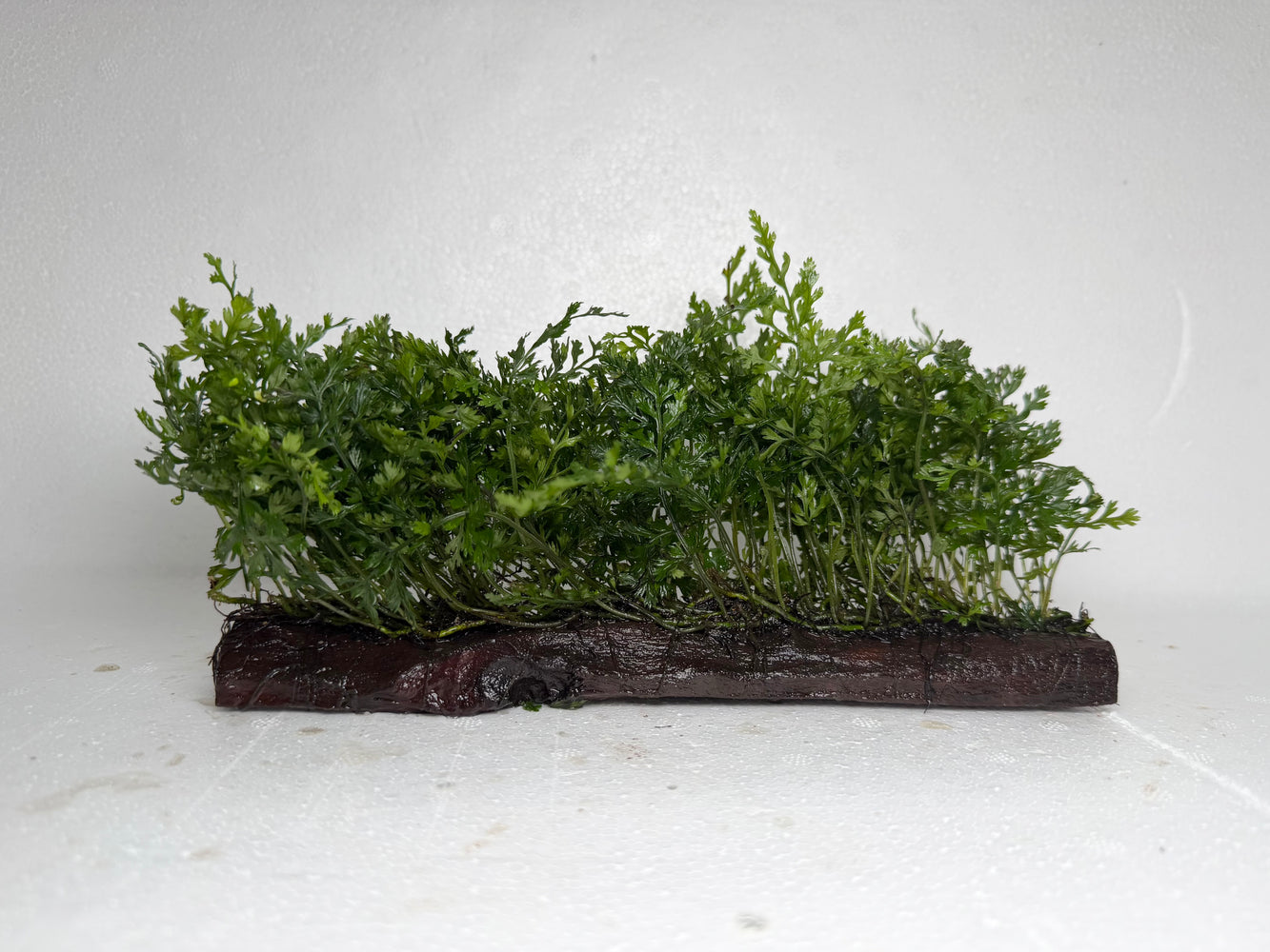 * Plants* Mini Bolbitis On Driftwood Latge #MBDL