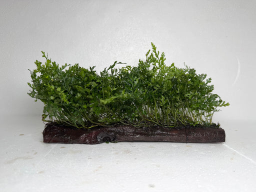 * Plants* Mini Bolbitis On Driftwood Latge #MBDL