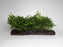 * Plants* Mini Bolbitis On Driftwood Latge #MBDL