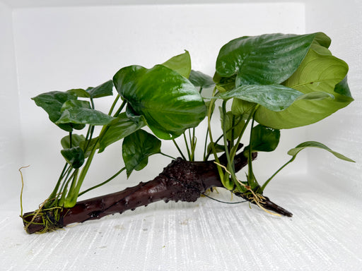 * Plants* Anubias Nana On Spiderwood #34