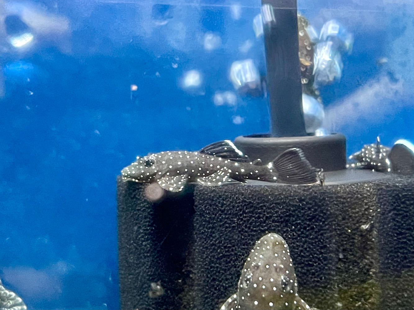 * Pleco *  Ancistrus dolichopterus (L183) "Starlight Pleco" 3-4cm