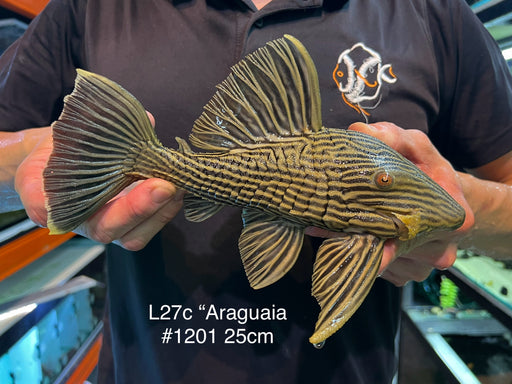 * Pleco *  L27C "Goldline Araguaia" #1201 25cm Actual piece)