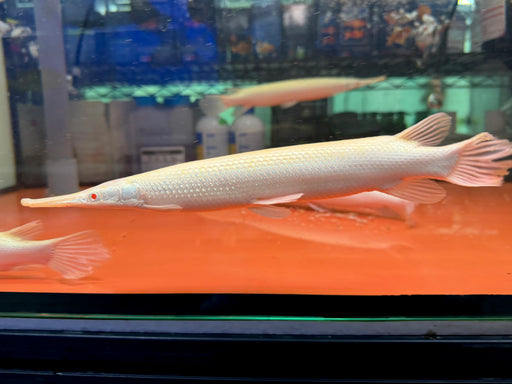* Other Species * Lepisosteus platyrhincus ALBINO (Albino Florida Gar) 25-30cm