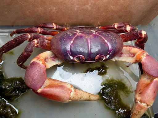 * Shrimps * Gecarcoidea Lalandii (Purple Crab)