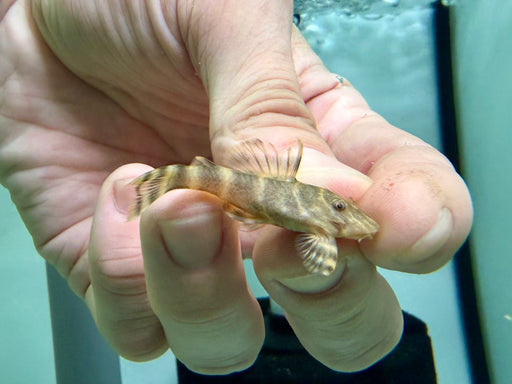 * Pleco *  L104 4-6cm
