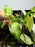 * Plants* Plant Floater & Plants #06