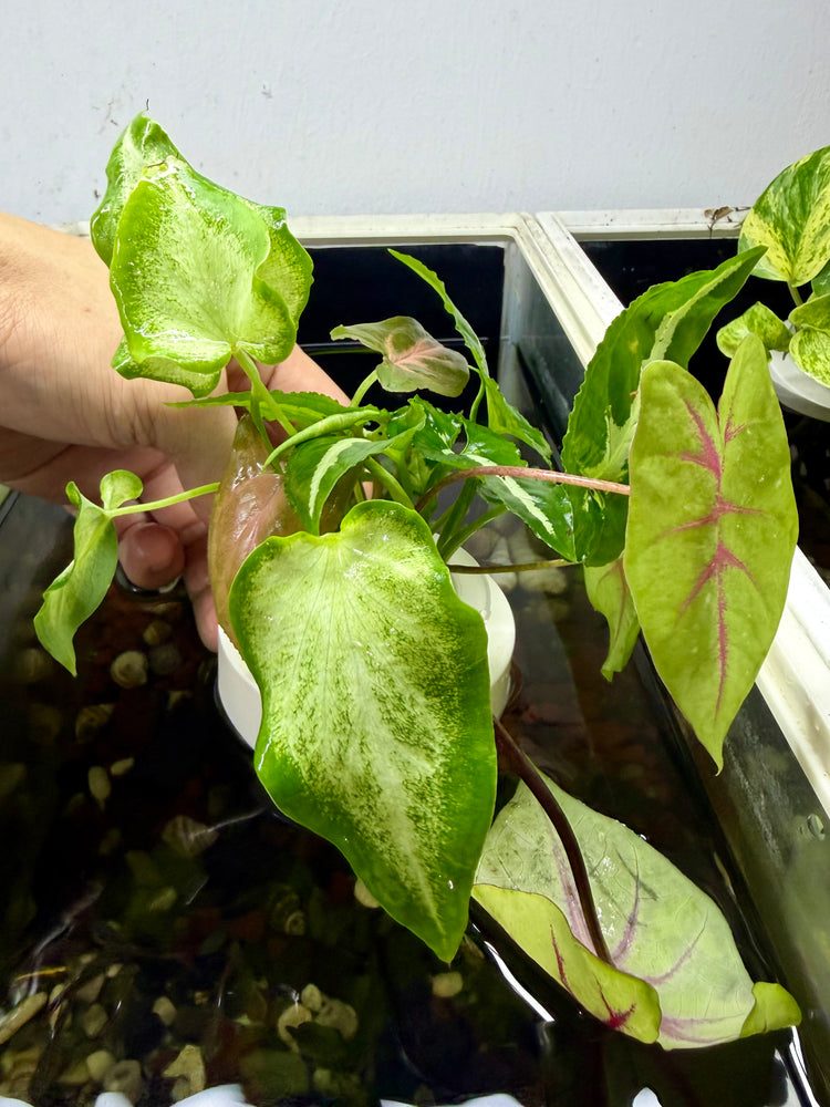* Plants* Plant Floater & Plants #06