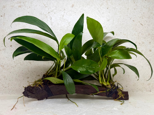 * Plants * Anubias Nana on Spiderwood #158