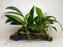 * Plants * Anubias Nana on Spiderwood #158