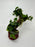 * Plants * Anubias Petite Nana Bonsai #174
