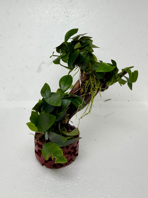 * Plants * Anubias Petite Nana Bonsai #174