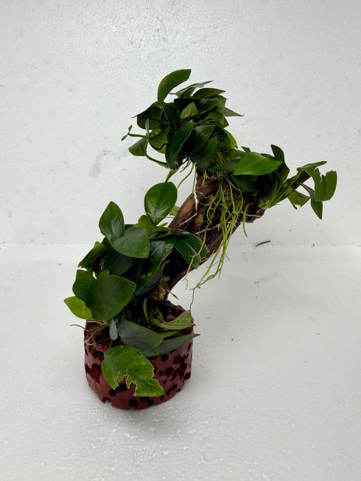 * Plants * Anubias Petite Nana Bonsai #174