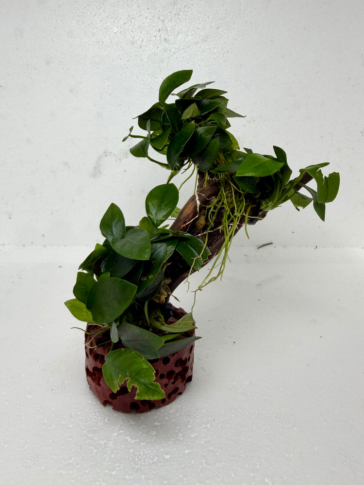 * Plants * Anubias Petite Nana Bonsai #174