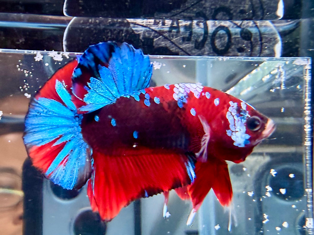 * Betta * HMPK (Actual Fish) #07