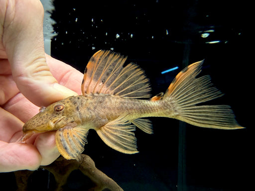 * Pleco *  L91 12-14cm
