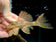 * Pleco *  L91 12-14cm