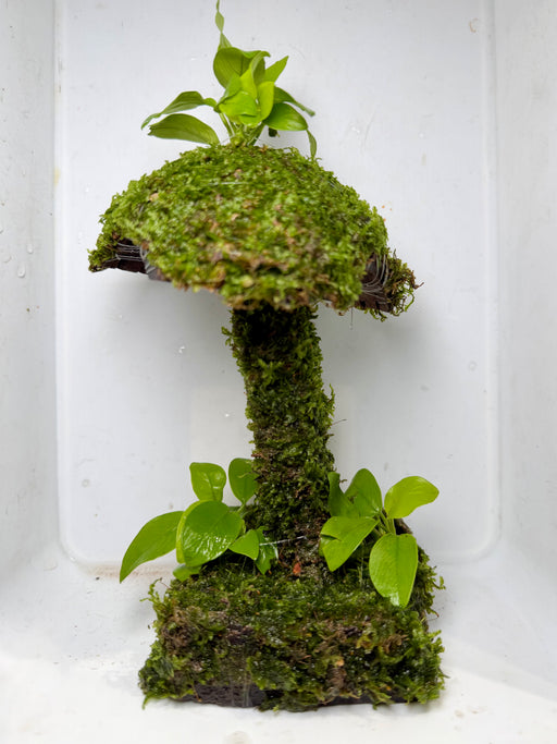* Plants * Mushroom Moss Hut #02