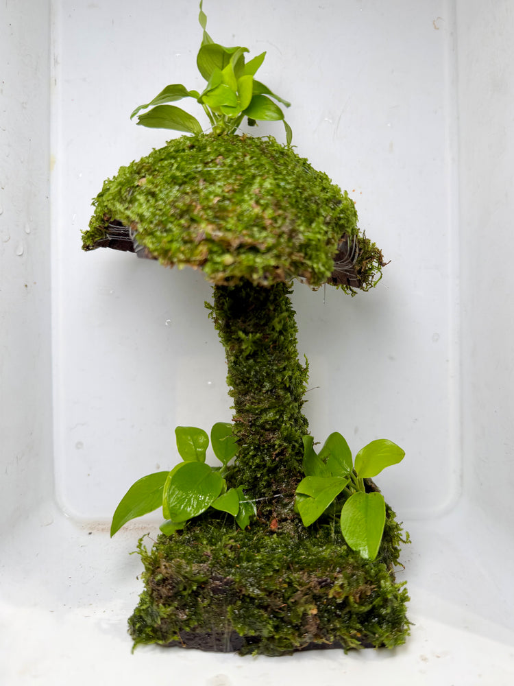 * Plants * Mushroom Moss Hut #02