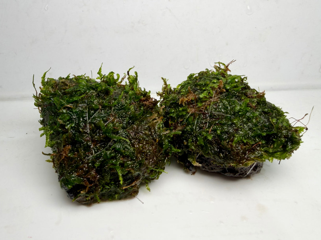 * Plants* Christmas Moss on Twin Rock #CMTR