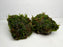 * Plants* Christmas Moss on Twin Rock #CMTR