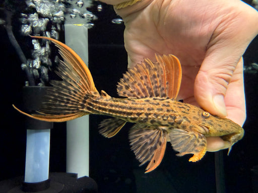 * Pleco *  Pseudacanthicus pirarara (L25) 7 pointer 14-16cm