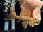 * Pleco *  Pseudacanthicus pirarara (L25) 7 pointer 14-16cm