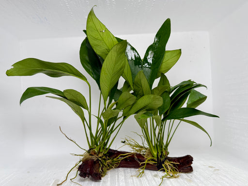 * Plants* Anubias Nana On Spiderwood #38