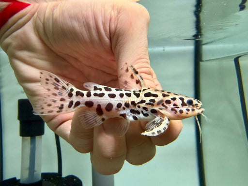 * Catfish * Liosomadoras oncinus BRAZIL "Jaguar Catfish" 9cm #JCB09
