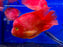 * Cichlids * King Kong Parrot (KKP) 23-26cm