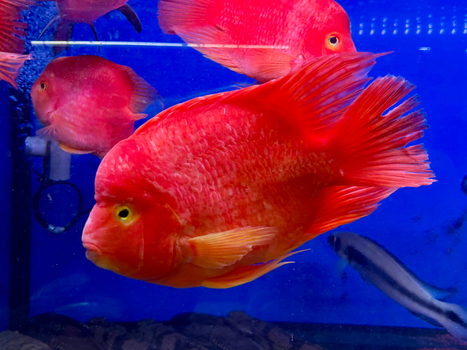 * Cichlids * King Kong Parrot (KKP) 23-26cm