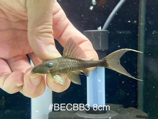 * Pleco *  Blue Eye Cochlidon BABY (BEC) 8cm #BECBB03 (Actual piece)
