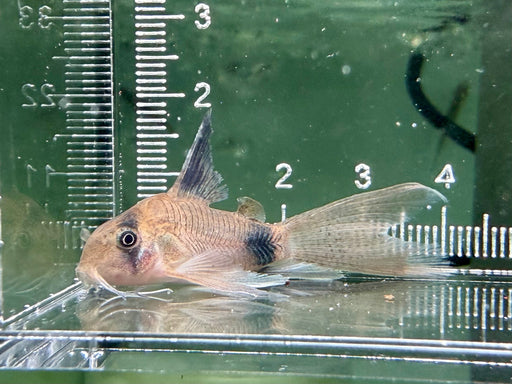 * Corydoras *  Hoplisoma Panda “Long Fin” (Long Fin Panda Cory) 3-4cm
