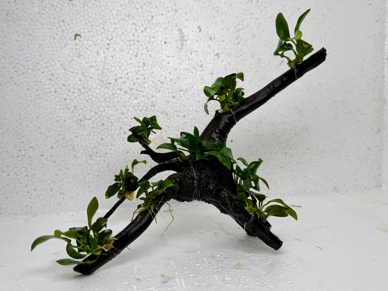 * Plants* Anubias Nana Bonsai #66