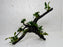 * Plants* Anubias Nana Bonsai #66