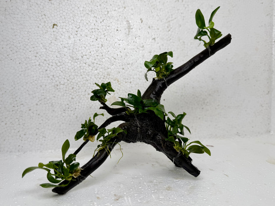 * Plants* Anubias Nana Bonsai #66