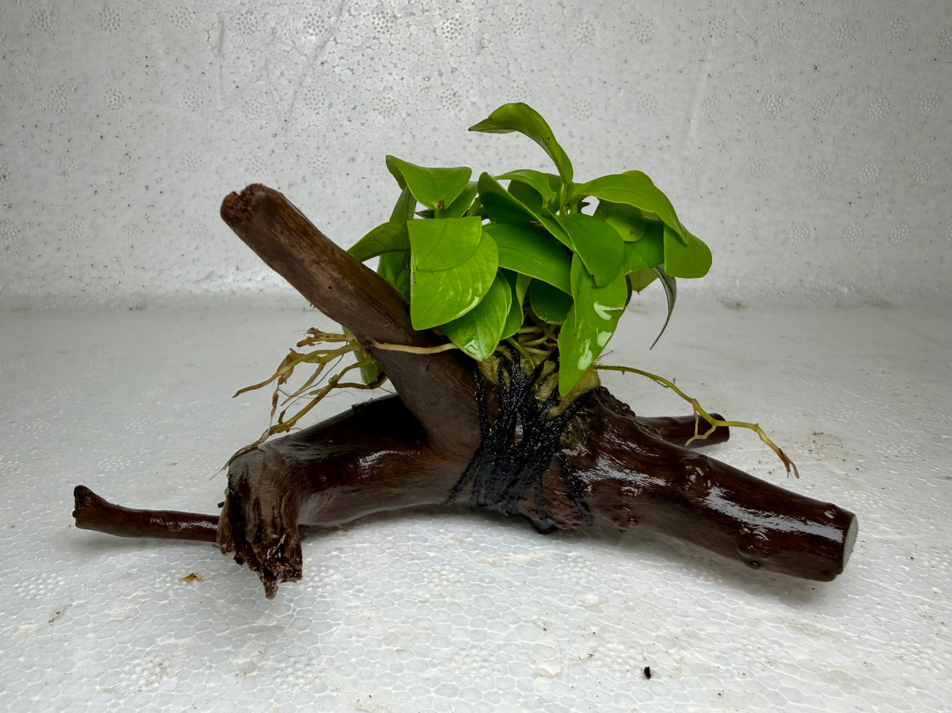 * Plants* Anubias Golden Nana on Spiderwood #84