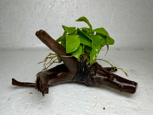 * Plants* Anubias Golden Nana on Spiderwood #84
