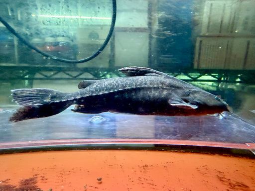 * Catfish *  Pterodoras granulosus (Granulosus Catfish) 22-24cm