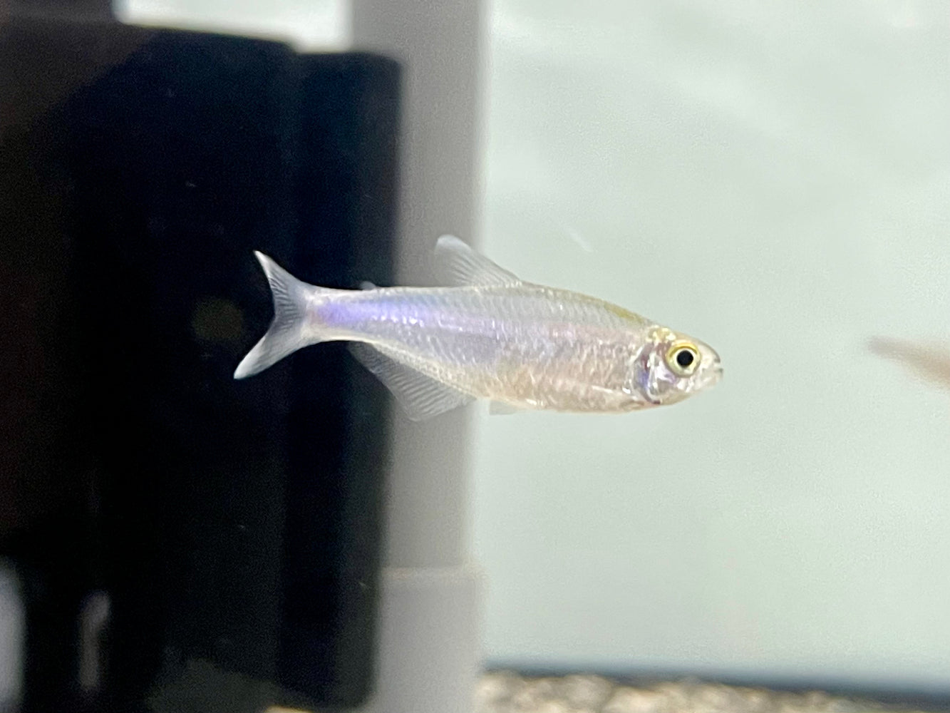 * Tetra/Barb  * Tyttocharax cochui