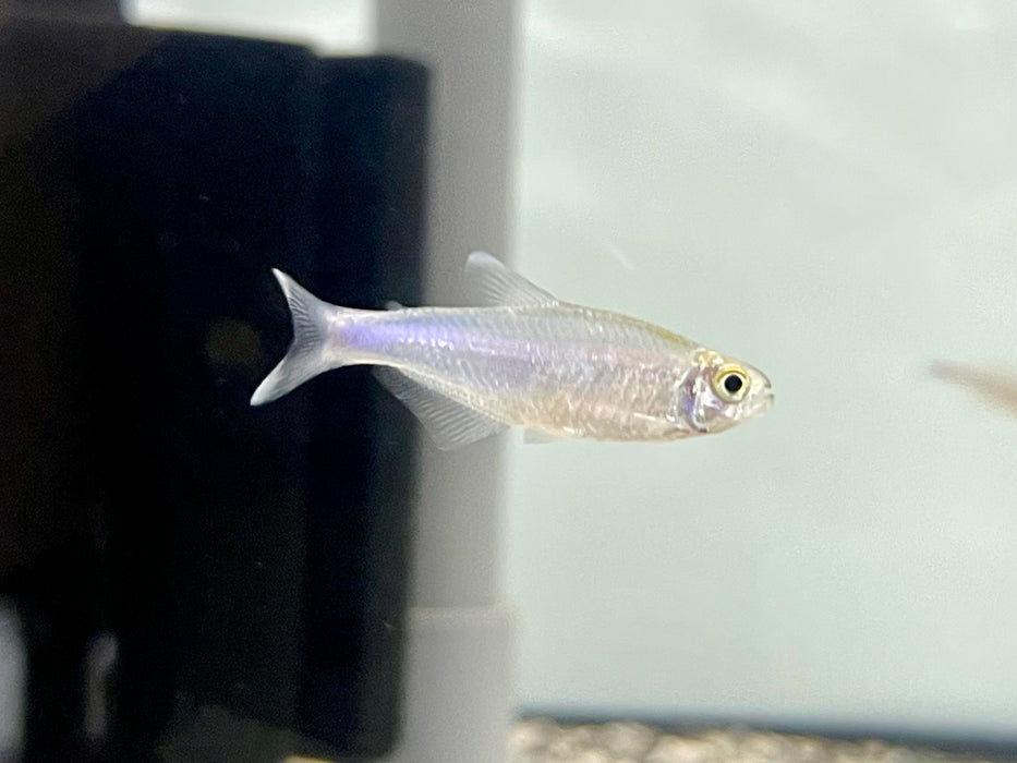* Tetra/Barb  * Tyttocharax cochui