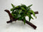 * Plants * Anubias Glabra on Spiderwood #156