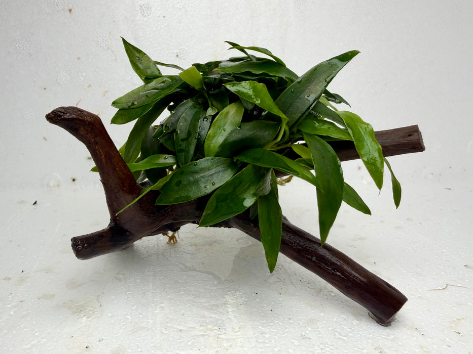 * Plants * Anubias Glabra on Spiderwood #156