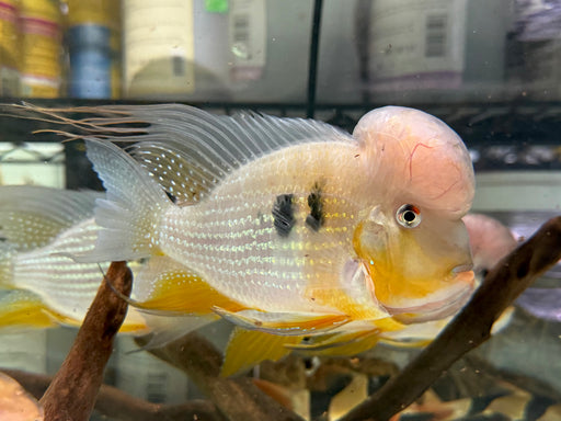 * Cichlids * Acarichthys Heckelii (Heckelii eartheater) 12-14cm “BIG KOK!!”