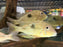 * Cichlids * Geophagus Pyrineusi (Panta Rhei Eartheater) 10-12cm